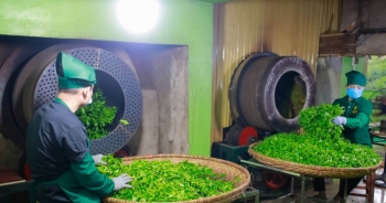 Xuất khẩu chè sang Trung Quốc tăng gấp 5 lần trong quý 1/2023