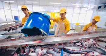 Canada là thị trường xuất khẩu cá tra lớn thứ hai trong khối CPTPP