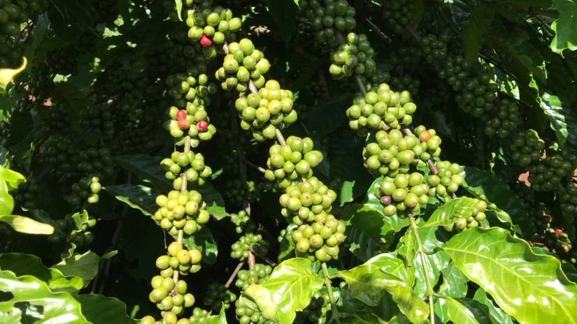 Gi&aacute; c&agrave; ph&ecirc; Robusta sắp đạt mốc kỷ lục 4.000 USD/tấn