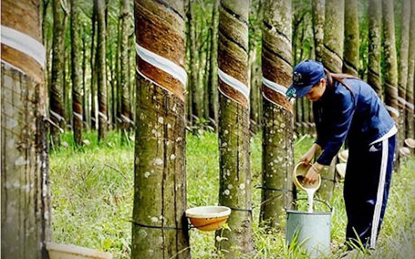 L&atilde;i r&ograve;ng qu&yacute; 1/2024 của PHR giảm s&acirc;u 66% so với c&ugrave;ng kỳ 2023