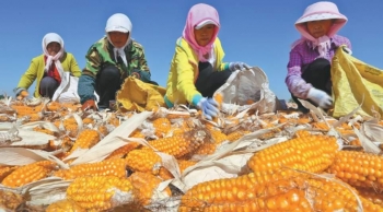 Giá lương thực thế giới đã 'hạ sốt' nhưng vẫn còn nhiều cảnh báo