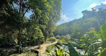Đón ánh nắng qua tán lá rừng giữa miền di sản Hà Giang