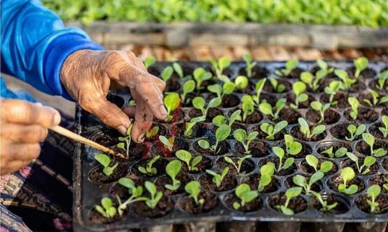 Hiệp hội 555win phien bạn Chính Thức Giống c&acirc;y trồng Việt Nam kiến nghị th&aacute;o gỡ nhiều bất cập của Luật Trồng trọt. Ảnh minh họa.