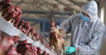Công điện hỏa tốc ngăn chặn buôn bán trái phép gia cầm vào Việt Nam