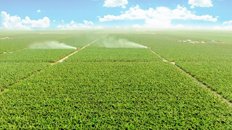 Thaco Agri ứng dụng cơ giới h&oacute;a, c&ocirc;ng nghệ sinh học v&agrave; số h&oacute;a v&agrave;o sản xuất n&ocirc;ng nghiệp quy m&ocirc; lớn. Ảnh: Thaco Group