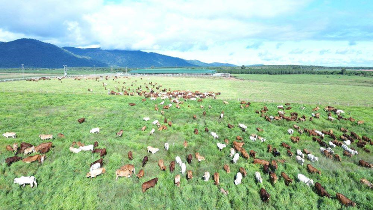 Trang trại b&ograve; của Thaco Agri ở Khu li&ecirc;n hợp Ia Puch. Ảnh: Thaco Group