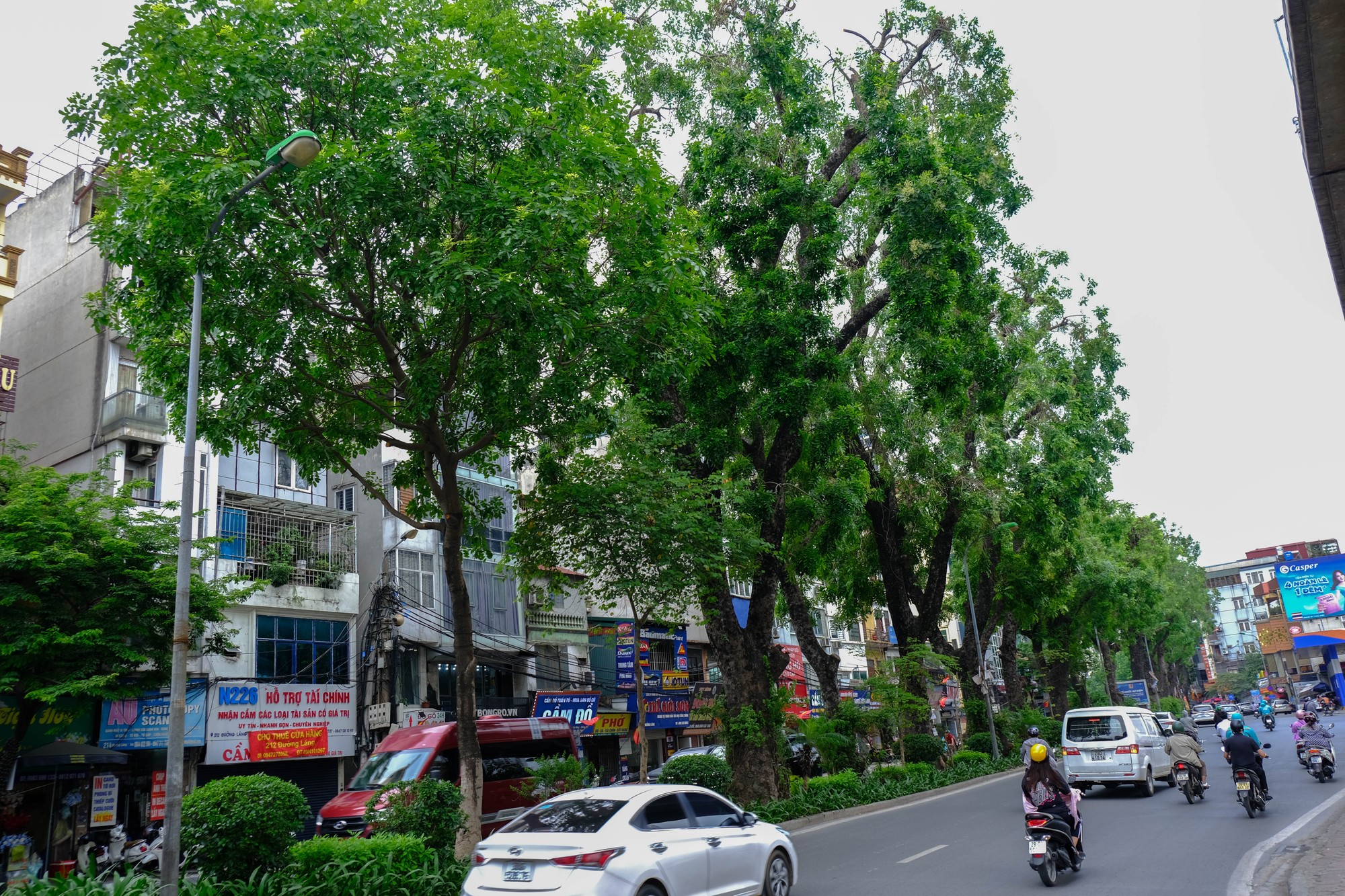 Trong đ&oacute;, &amp;amp;amp;quot;số phận&amp;amp;amp;quot; của h&agrave;ng c&acirc;y x&agrave; cừ l&acirc;u năm đang được nhiều người quan t&acirc;m bởi đ&acirc;y l&agrave; h&igrave;nh ảnh đặc trưng của đường L&aacute;ng. H&agrave;ng c&acirc;y đ&atilde; tạo n&ecirc;n n&eacute;t đẹp về mặt thẩm mỹ, tỏa b&oacute;ng m&aacute;t cho người đi đường bao năm qua, nhất l&agrave; v&agrave;o những ng&agrave;y h&egrave; nắng n&oacute;ng. Ảnh: L&ecirc; An/555win Login.