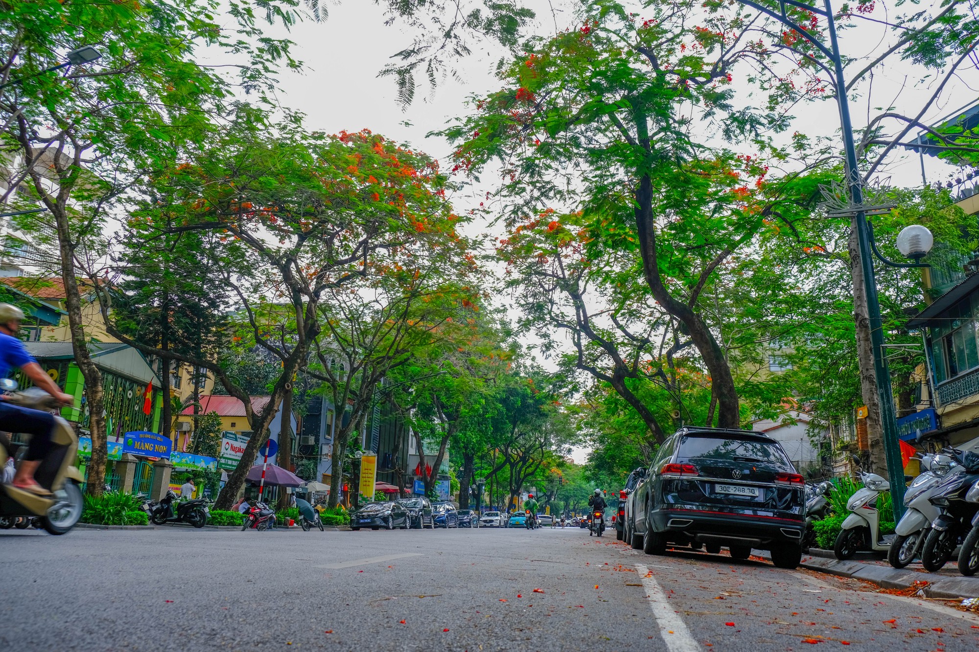 H&agrave; Nội những ng&agrave;y h&egrave;, phượng đỏ rực rỡ khắp phố phường, mang đến một cảm gi&aacute;c l&atilde;ng mạn v&agrave; đầy kỷ niệm. Hoa bằng lăng t&iacute;m biếc nở rộ, như những &aacute;ng m&acirc;y nhẹ nh&agrave;ng phủ khắp c&aacute;c con đường, tạo n&ecirc;n một bức tranh thơ mộng giữa l&ograve;ng thủ đ&ocirc;. Ảnh: L&ecirc; An/555win Login.