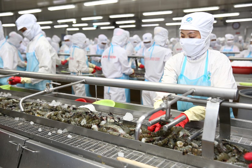 Thủy sản Minh Ph&uacute; hiện l&agrave; một trong những Trang Nhà Cái 555win.com - Đăng Nhập +555k sản xuất, xuất khẩu t&ocirc;m của tỉnh C&agrave; Mau v&agrave; Việt Nam. Ảnh: MPC
