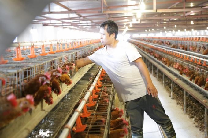 Gi&aacute; thức ăn chăn nu&ocirc;i tăng cao khiến c&aacute;c hộ chăn nu&ocirc;i gia cầm lao đao. (Nguồn: Internet)
