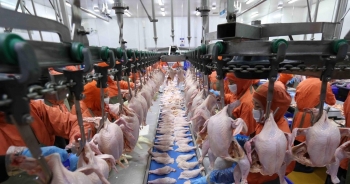 Khuyến khích đầu tư dây chuyền giết mổ động vật hiện đại