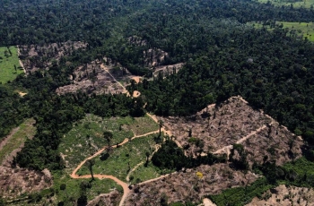 812 km2 rừng Amazon bị chặt phá riêng trong tháng 5