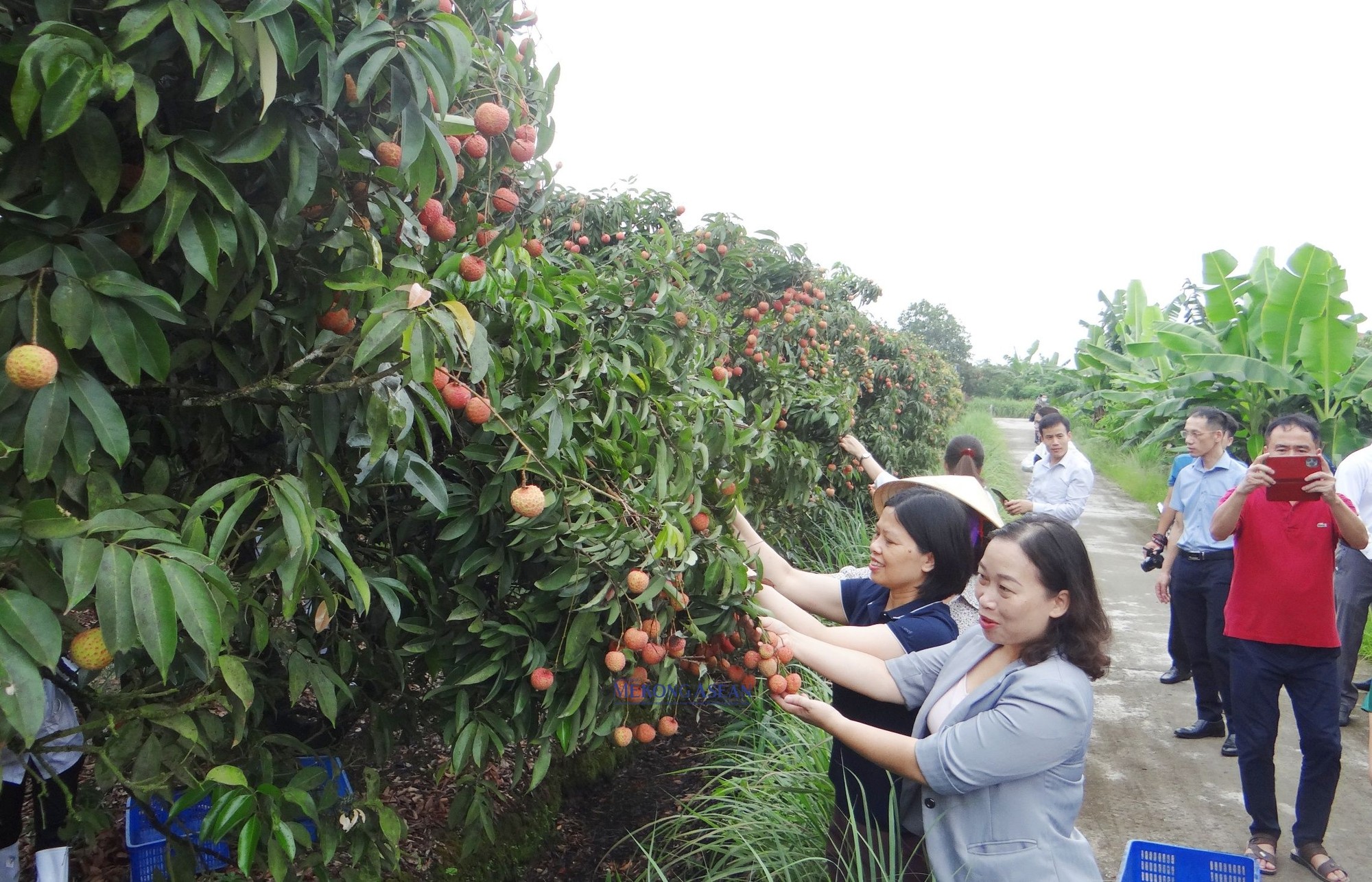 C&aacute;c đại biểu thăm v&ugrave;ng trồng vải phục vụ xuất khẩu ở x&atilde; Thanh X&aacute;, huyện Thanh H&agrave;.