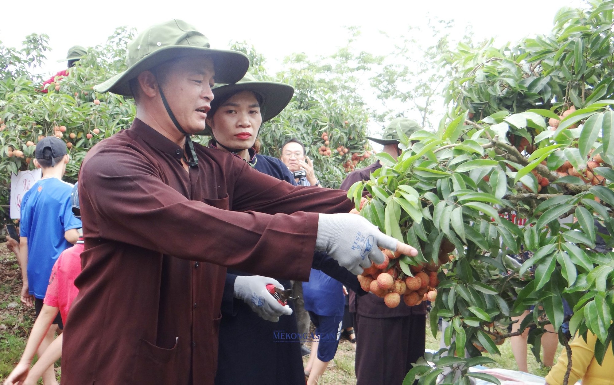 Lục Ngạn được biết đến l&agrave; một trong những v&ugrave;ng c&acirc;y ăn quả lớn nhất miền Bắc với tổng diện t&iacute;ch tr&ecirc;n 28.000 ha, trong đ&oacute; c&oacute; c&aacute;c loại c&acirc;y đặc sản như cam ngọt, nh&atilde;n, cam l&ograve;ng v&agrave;ng, bưởi ngọt, bưởi da xanh&hellip; Đặc biệt l&agrave; vải thiều, c&oacute; diện t&iacute;ch hơn 17,3 ngh&igrave;n ha, sản lượng to&agrave;n huyện năm nay ước đạt 98.000 tấn.