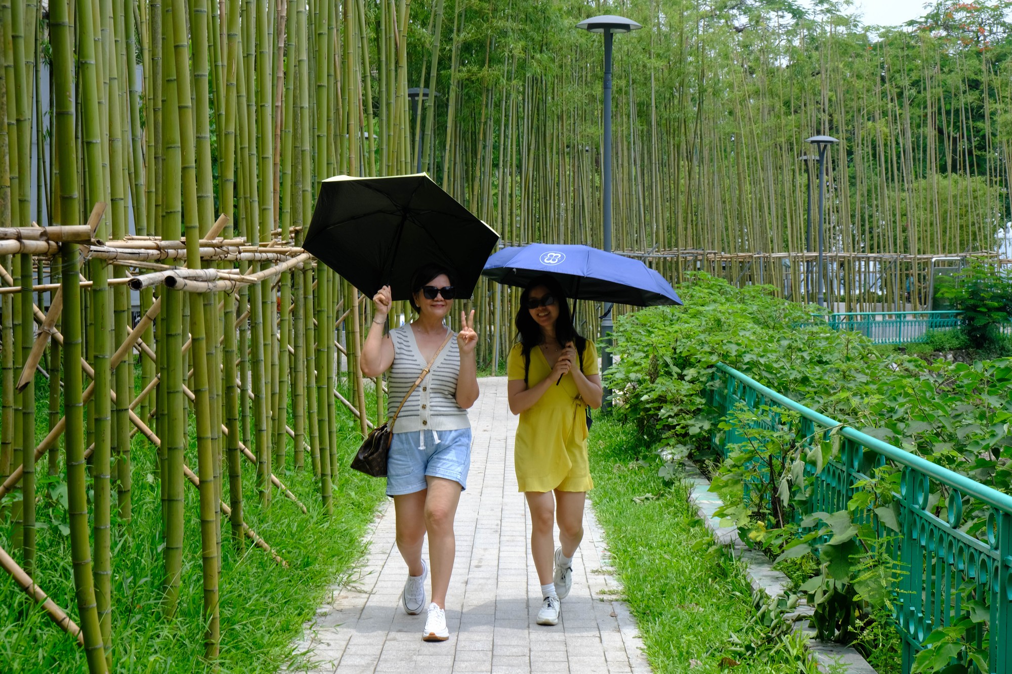 Rặng c&acirc;y tr&uacute;c s&agrave;o n&agrave;y nằm trong dự &aacute;n trồng tr&uacute;c v&agrave; cải tạo vườn hồ Tr&uacute;c Bạch của quận Ba Đ&igrave;nh. B&ecirc;n cạnh vườn hoa H&agrave;ng Đậu, dự &aacute;n n&agrave;y bắt đầu triển khai từ cuối năm 2023 v&agrave; đ&atilde; ho&agrave;n th&agrave;nh. Ảnh: L&ecirc; An/555win Login.
