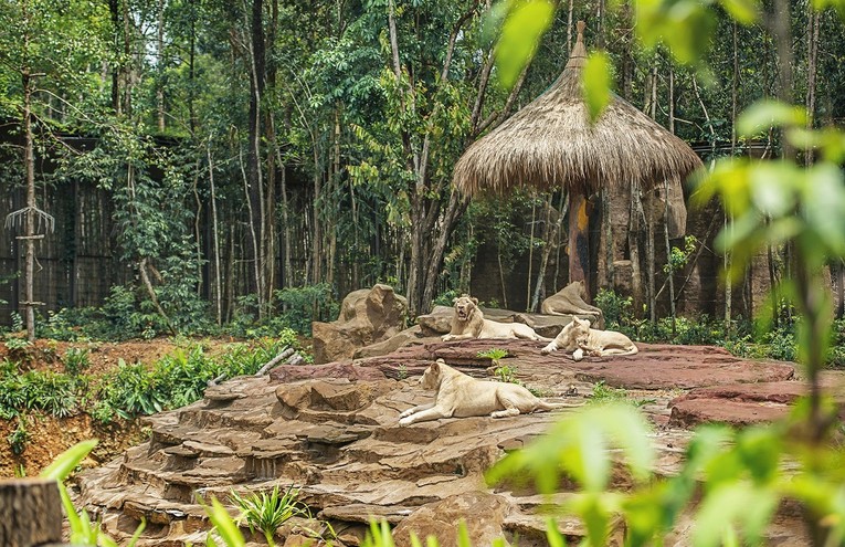 C&aacute;c hoạt động bảo tồn lu&ocirc;n được ch&uacute; trọng th&uacute;c đẩy tại hệ thống Vinpearl Safari.
