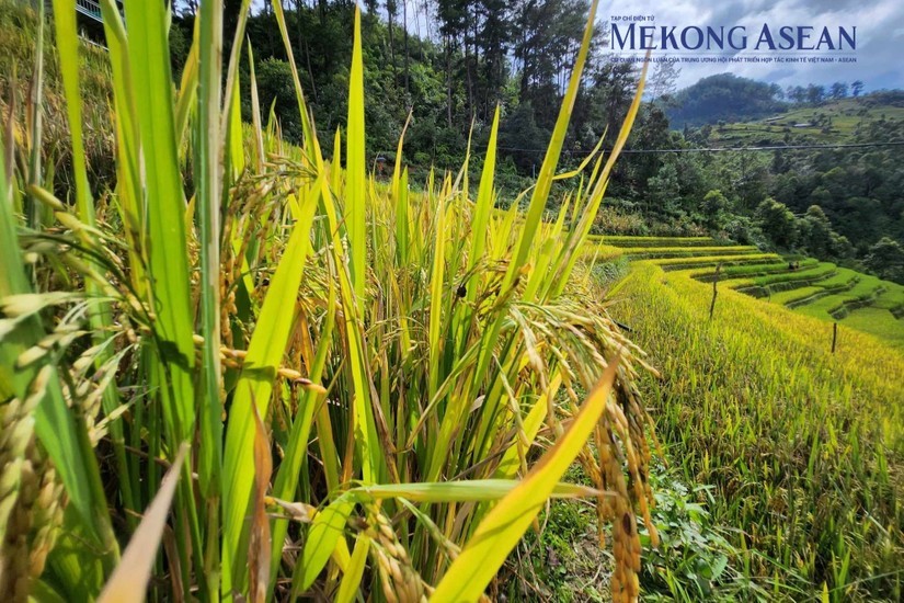Sản xuất n&ocirc;ng nghiệp 6 th&aacute;ng đầu năm duy tr&igrave; đ&agrave; tăng trưởng