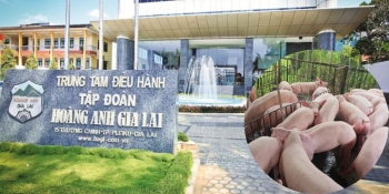 Cổ phiếu Dabaco, HAGL liên tục ‘nhảy múa’, ngành chăn nuôi có đang gặp thời?