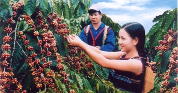 Đầu tư chế biến sâu để ngành cà phê Việt thành 'con hổ biết gầm'