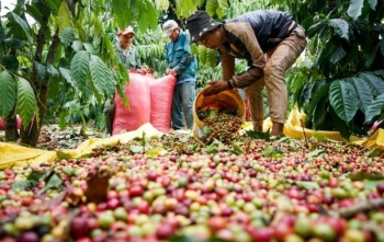 Malaysia muốn học hỏi kinh nghiệm trồng cà phê của Việt Nam