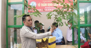 Nâng tầm sâm Ngọc Linh thành 'quốc bảo Việt Nam', đạt doanh thu tỷ USD