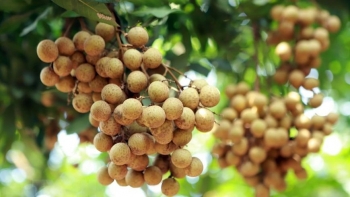 Thay đổi tư duy từ 'số lượng' sang 'chất lượng' để giữ nhãn Hưng Yên