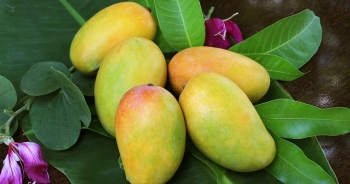 Xuất khẩu xoài sang Trung Quốc, doanh nghiệp cần 'đánh đúng' thị trường trọng điểm