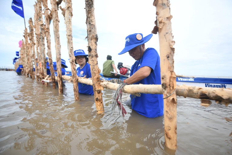 C&aacute;c nh&acirc;n vi&ecirc;n Vinamilk tham gia l&agrave;m gần 1.000m h&agrave;ng r&agrave;o đầu ti&ecirc;n trong gần 2.400m h&agrave;ng r&agrave;o để khoanh nu&ocirc;i t&aacute;i sinh rừng ngập mặn tại Vườn Quốc gia Mũi C&agrave; Mau.