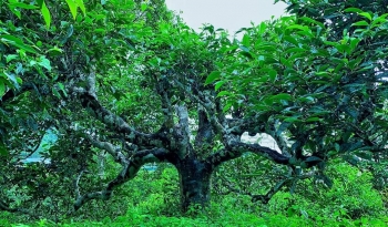 Yên Bái lần đầu tiên tổ chức Lễ hội trà Shan tuyết