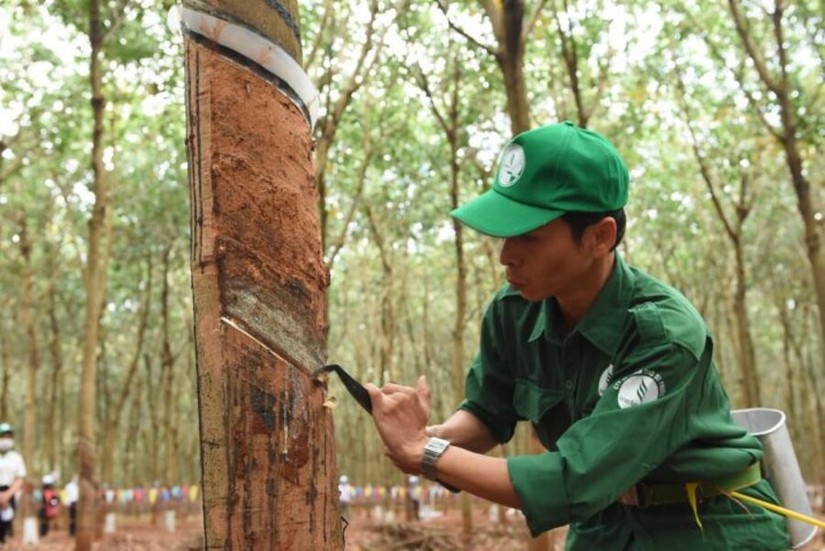 Cao su Phước H&ograve;a chuẩn bị chi 264 tỷ đồng để trả cổ tức năm 2022