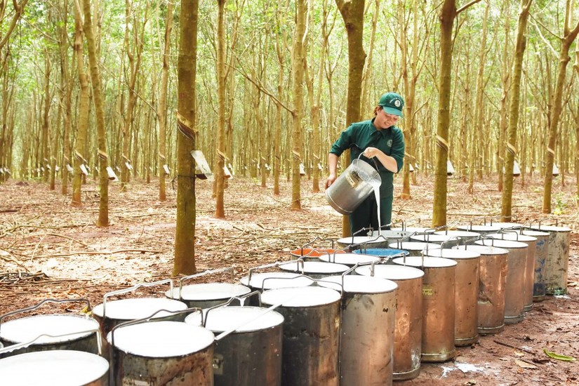 Gi&aacute; xuất khẩu cao su giảm nhưng tăng trưởng từ c&aacute;c thị trường vẫn khả quan