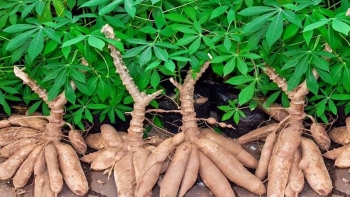 Việt Nam là một trong hai nguồn cung ‘thống lĩnh’ thị trường sắn Hàn Quốc
