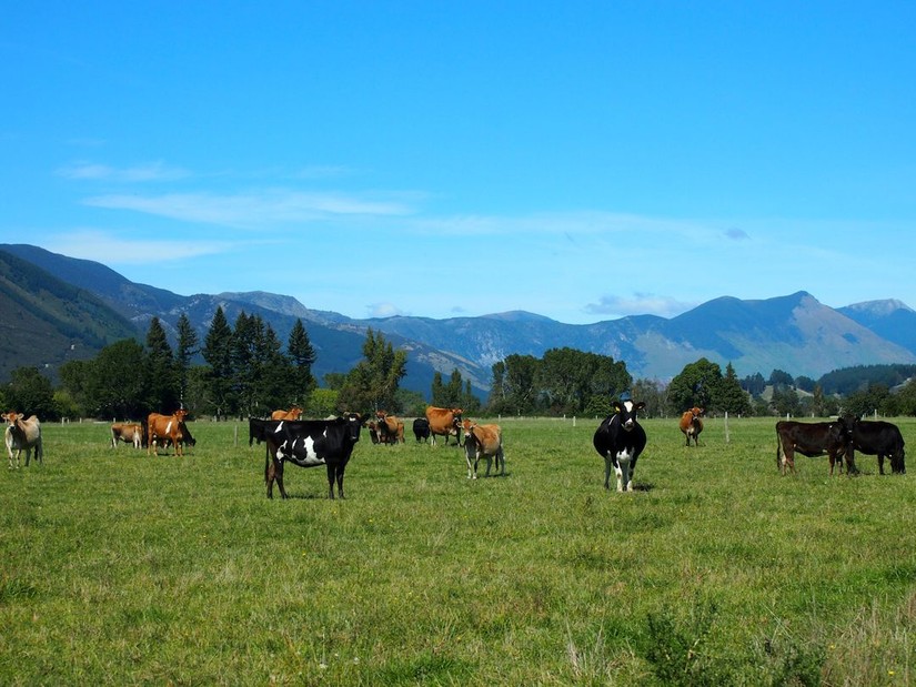 New Zealand nghi&ecirc;n cứu c&aacute;c phương ph&aacute;p bền vững như cải thiện lợi khuẩn cho b&ograve; để giảm chứng ợ hơi, từ đ&oacute; giảm ph&aacute;t thải kh&iacute; methane sinh học. Ảnh: Reuters