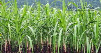 Mía đường Sơn La dự kiến chi 146 tỷ đồng trả cổ tức vào tháng 11