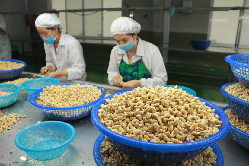 C&aacute;c thị trường xuất khẩu hạt điều lớn nhất của Việt Nam