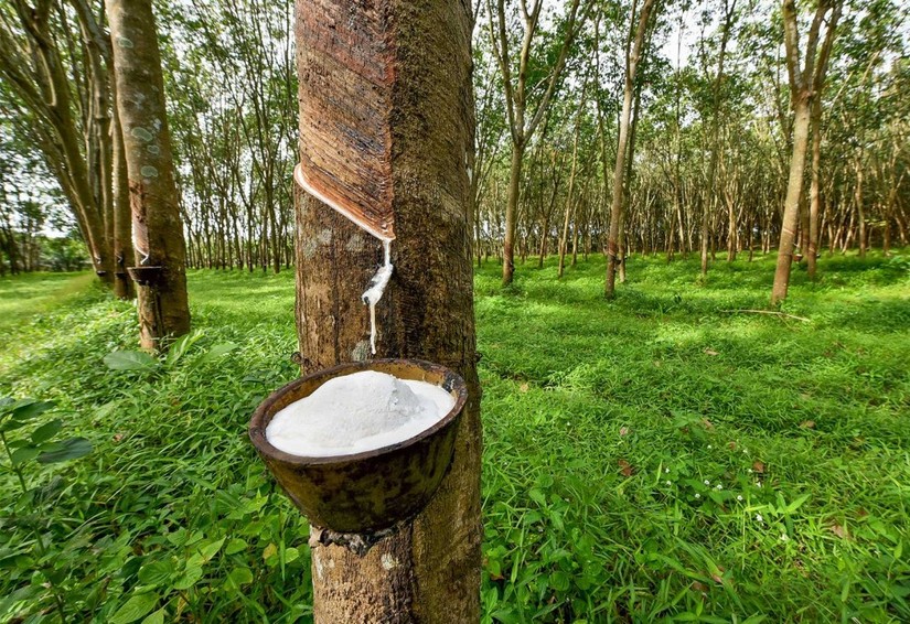 Việt Nam l&agrave; nguồn cung cao su lớn thứ 2 cho Trung Quốc