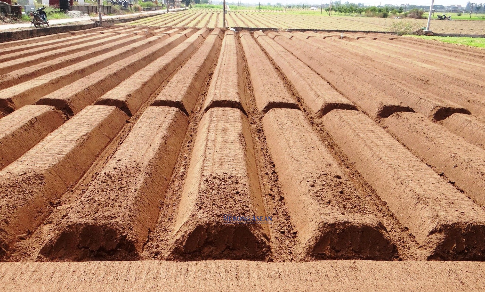 C&aacute;c luống gieo trồng c&agrave; rốt vụ mới được b&agrave; con n&ocirc;ng d&acirc;n x&atilde; Cẩm Văn (huyện Cẩm Gi&agrave;ng) chăm ch&uacute;t tr&ecirc;n c&aacute;nh đồng. Ảnh chụp ng&agrave;y 3/11/2023.