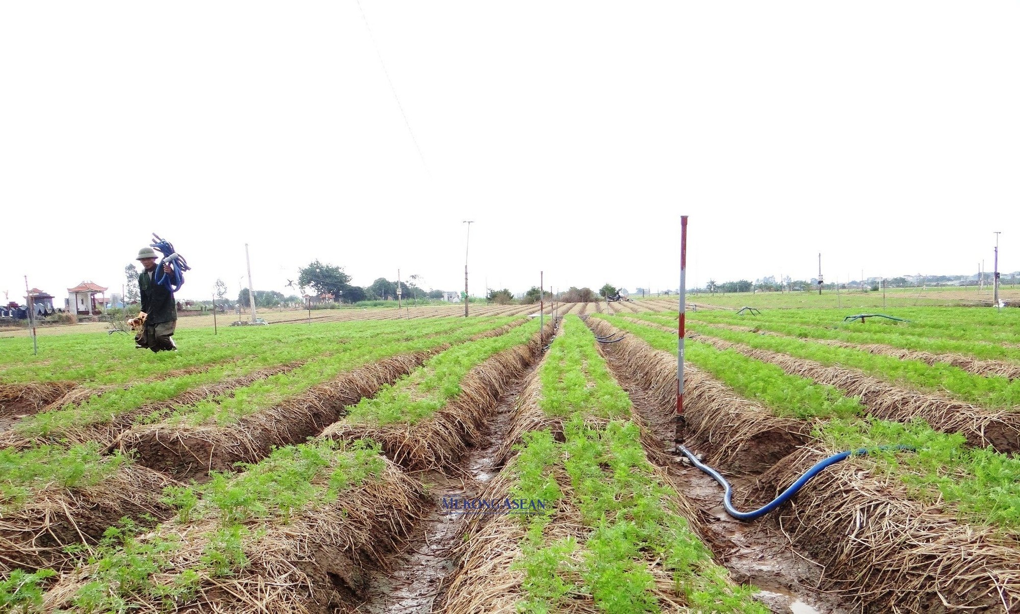 Kh&ocirc;ng chỉ ph&aacute;t triển c&acirc;y c&agrave; rốt tr&ecirc;n mảnh đất qu&ecirc; hương, nhiều n&ocirc;ng d&acirc;n của Cẩm Gi&agrave;ng c&ograve;n ph&aacute;t triển c&acirc;y trồng n&agrave;y ở nhiều địa phương tại c&aacute;c tỉnh, th&agrave;nh phố kh&aacute;c.