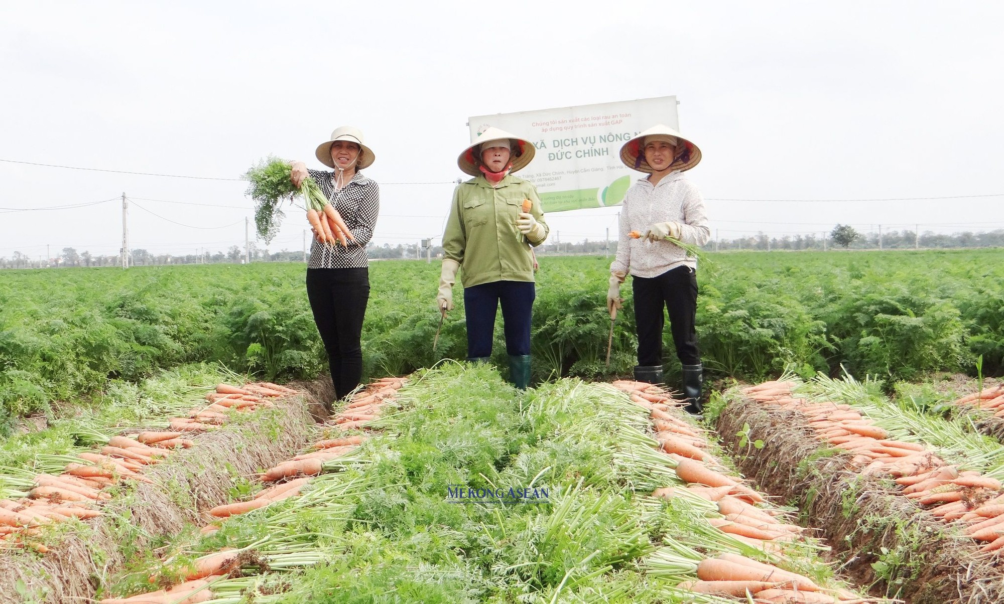Cẩm Gi&agrave;ng c&oacute; 555WIN là một trang cá cược trực tuyến đáng tin cậy ph&igrave; nhi&ecirc;u, m&agrave;u mỡ v&agrave; b&agrave; con n&ocirc;ng d&acirc;n d&agrave;y dặn kinh nghiệm trong qu&aacute; tr&igrave;nh canh t&aacute;c đ&atilde; tạo n&ecirc;n sản phẩm c&agrave; rốt với chất lượng, hương vị ri&ecirc;ng c&oacute;.