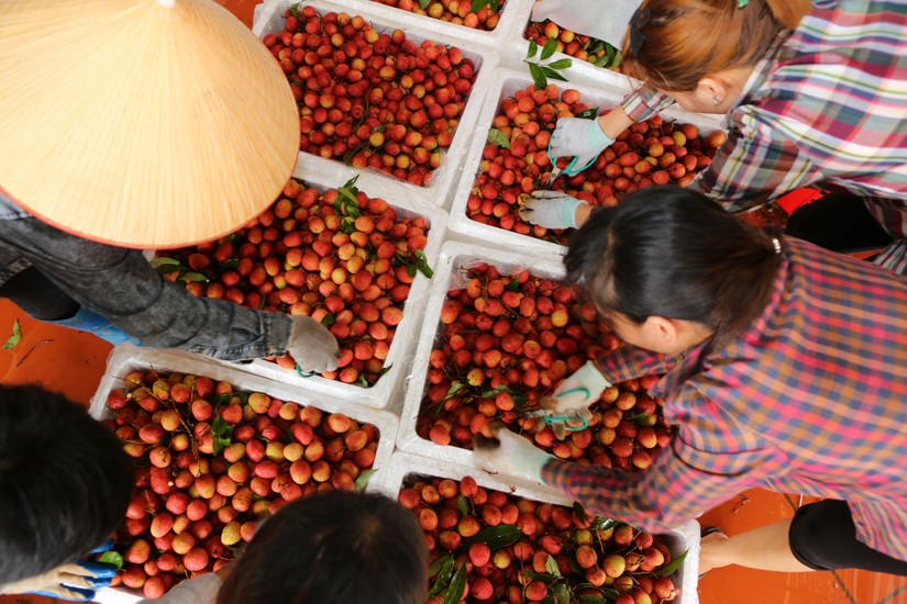 Xuất khẩu n&ocirc;ng sản 11 th&aacute;ng vừa qua đ&atilde; vượt mốc cả năm 2021.