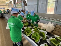 Cổ phiếu của Hoàng Anh Gia Lai về đỉnh 10 năm