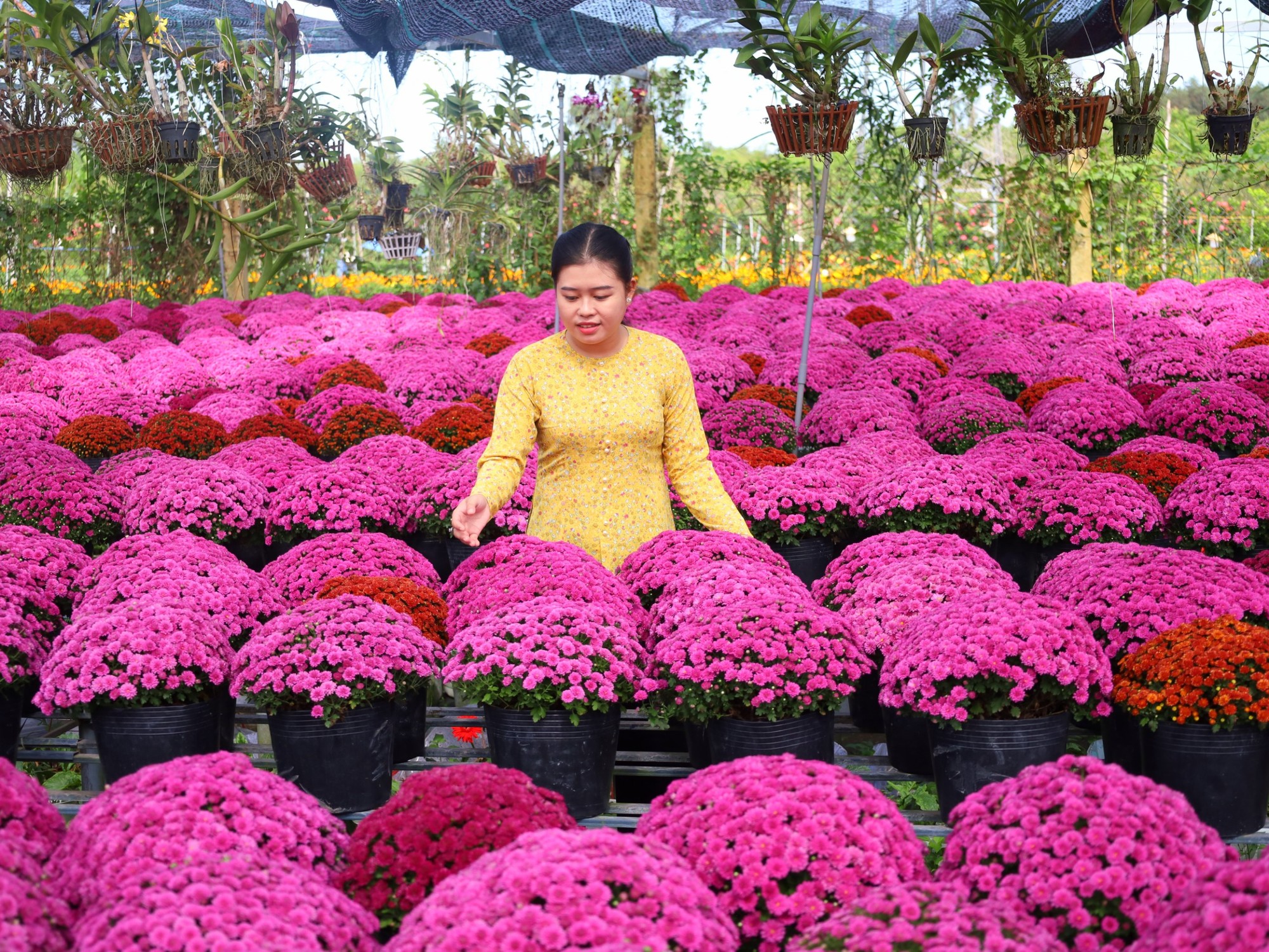 Những b&oacute; c&uacute;c m&acirc;m x&ocirc;i hồng giống mới được người d&acirc;n tỉ mỉ chăm s&oacute;c v&agrave; trưng b&agrave;y th&agrave;nh h&agrave;ng để phục vụ 555win là Công ty cờ bạc trực tuyến tốt nhất.